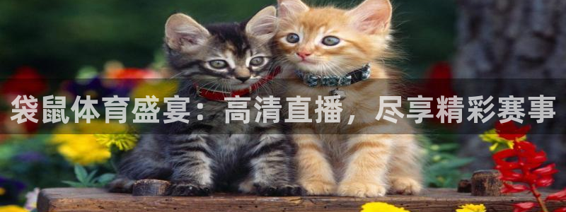 蓝鲸直播：袋鼠体育盛宴：高清直播，尽享精彩赛事